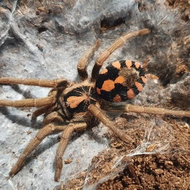 Hapalopus sp bolivar, 1/4" Bolivia Pumpkin Patch Tarantula
