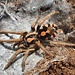 Hapalopus sp bolivar, 1/4" Bolivia Pumpkin Patch Tarantula