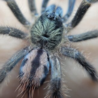 Caribena laeta, 1/2" Puerto Rican Pinktoe Tarantula