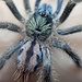 Caribena laeta, 1/2" Puerto Rican Pinktoe Tarantula