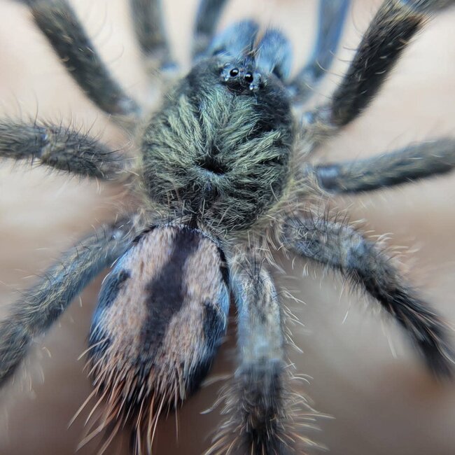 Caribena laeta, 1/2" Puerto Rican Pinktoe Tarantula