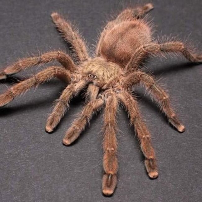Caribena laeta, 1/2" Puerto Rican Pinktoe Tarantula