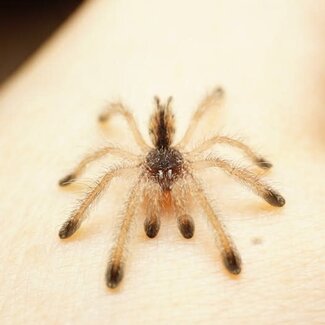 Avicularia huriana, 1" Ecuadorian Woolly Pink Toe Tarantula