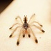 Avicularia huriana, 1" Ecuadorian Woolly Pink Toe Tarantula