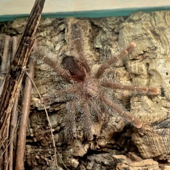 Avicularia huriana, 1" Ecuadorian Woolly Pink Toe Tarantula