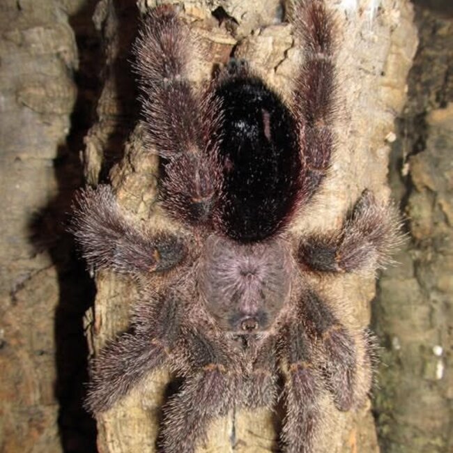 Avicularia huriana, 1" Ecuadorian Woolly Pink Toe Tarantula