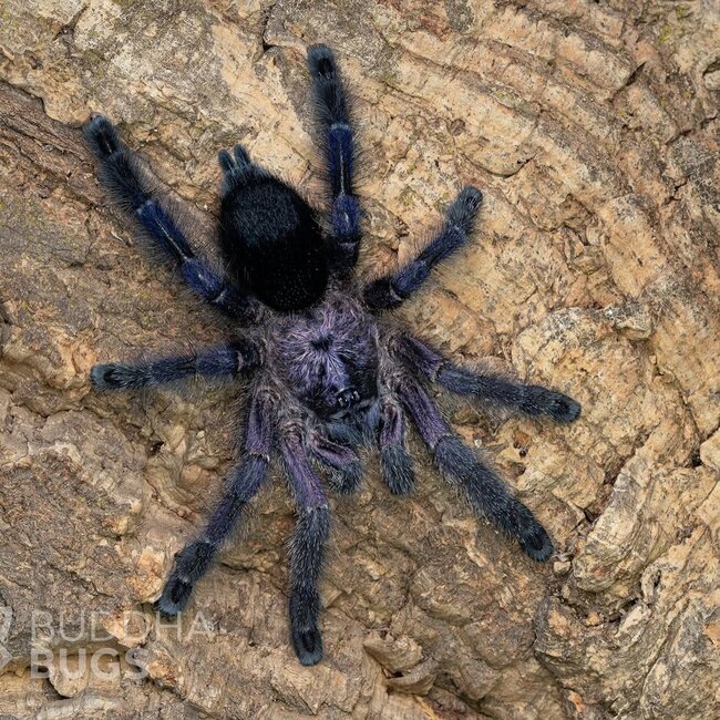 Avicularia sp kolumbia, 1/2" Purple Pumpkin Patch Tarantula