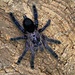 Avicularia sp kolumbia, 1/2" Purple Pumpkin Patch Tarantula