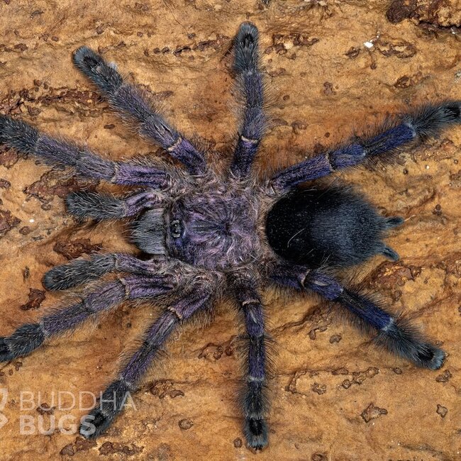 Avicularia sp kolumbia, 1/2" Purple Pumpkin Patch Tarantula