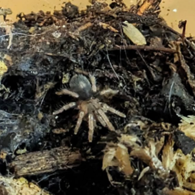 Cyriocosmus elegans, Trinidad Dwarf 'Heart Butt' Tarantula
