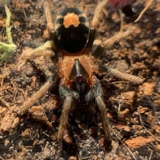 Cyriocosmus elegans, Trinidad Dwarf 'Heart Butt' Tarantula