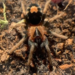 Cyriocosmus elegans, Trinidad Dwarf 'Heart Butt' Tarantula