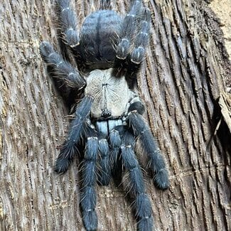 Phormingochilus hati hati, Female 2" Purple Earth Tiger Tarantula