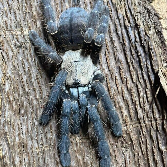 Phormingochilus hati hati, Female 2" Purple Earth Tiger Tarantula