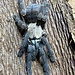 Phormingochilus hati hati, Female 2" Purple Earth Tiger Tarantula