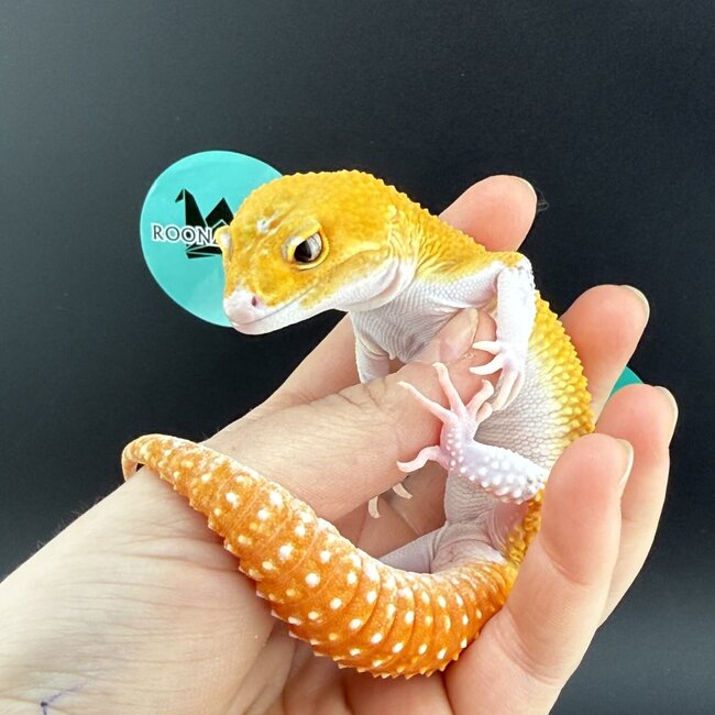 Tangerine Eclipse 2026 Leopard Gecko