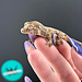 Mainland Chahoua Gecko 'O1'