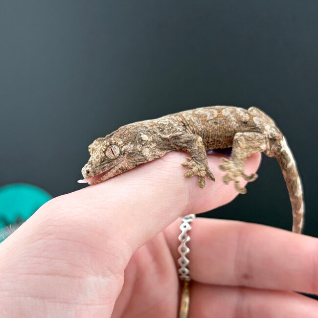 Mainland Chahoua Gecko 'O1'
