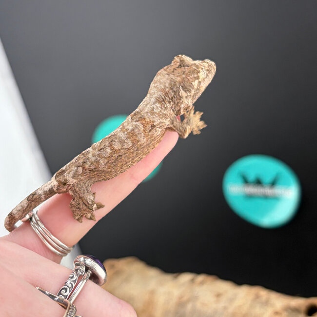 Mainland Chahoua Gecko 'O1'