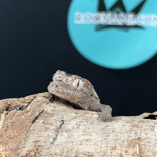 Mainland Chahoua Gecko 'O2'