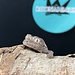 Mainland Chahoua Gecko 'O2'