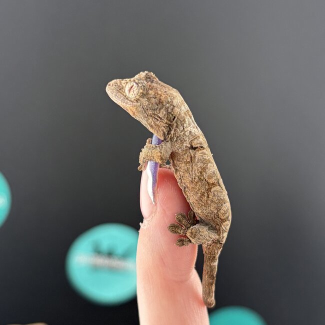 Mainland Chahoua Gecko 'O2'