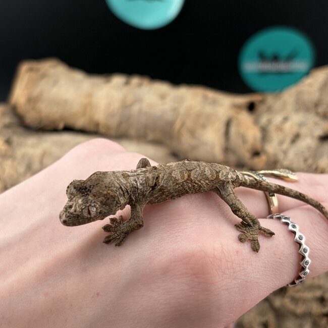 Mainland Chahoua Gecko 'O2'