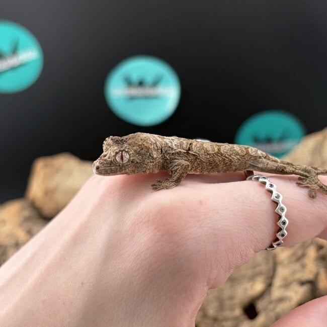 Mainland Chahoua Gecko 'O2'