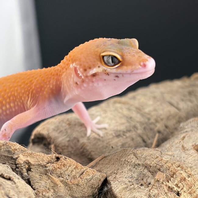 Tangerine Eclipse 2026 Leopard Gecko