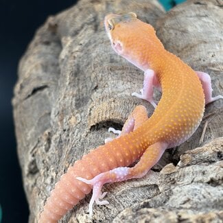 Tangerine Eclipse 2026 Leopard Gecko