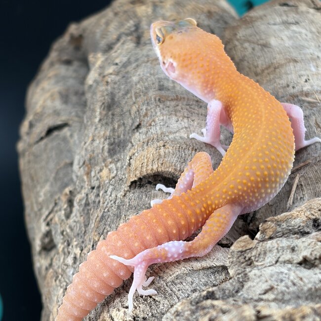 Tangerine Eclipse 2026 Leopard Gecko