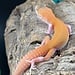 Tangerine Eclipse 2026 Leopard Gecko