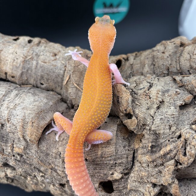 Tangerine Eclipse 2026 Leopard Gecko