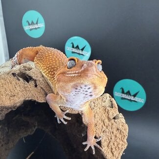 Blood Tangerine 2025 Female Leopard Gecko