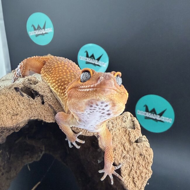 Blood Tangerine 2025 Female Leopard Gecko