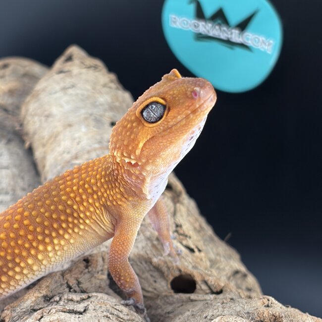 Blood Tangerine 2025 Female Leopard Gecko