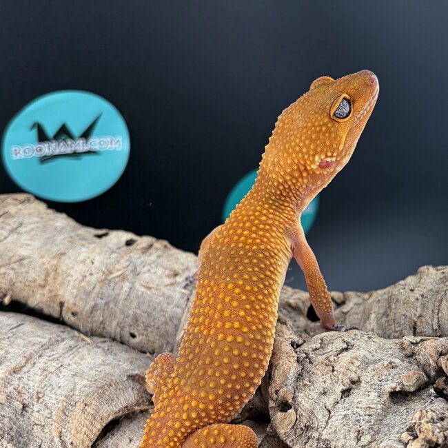 Blood Tangerine 2025 Female Leopard Gecko