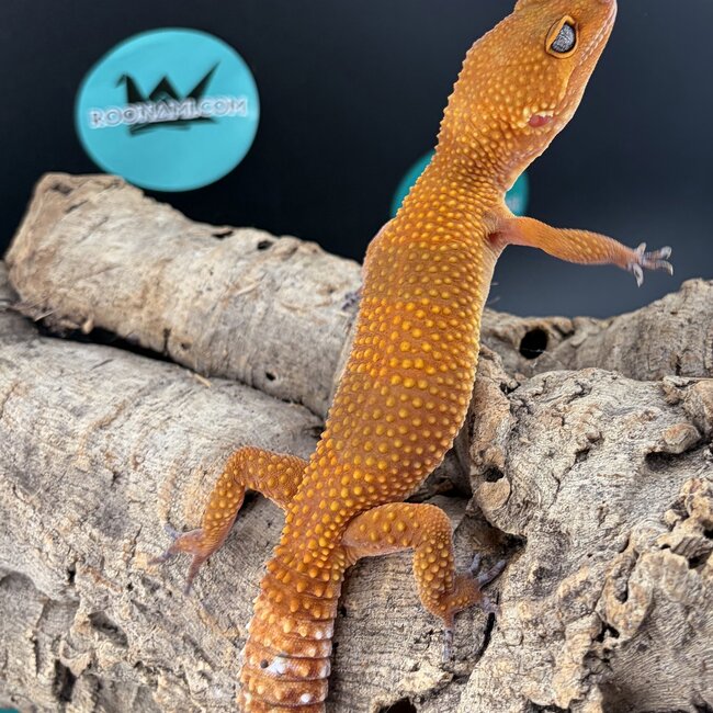 Blood Tangerine 2025 Female Leopard Gecko
