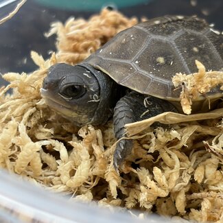 Three Toed Box Turtle CB