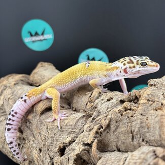 White Yellow 2025 Male Leopard Gecko