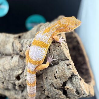 High Contrast Tangerine Tremper Male 2026 Leopard Gecko