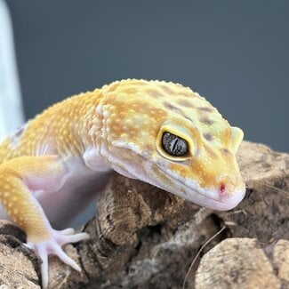 Tangerine Mix 2025 Female Leopard Gecko