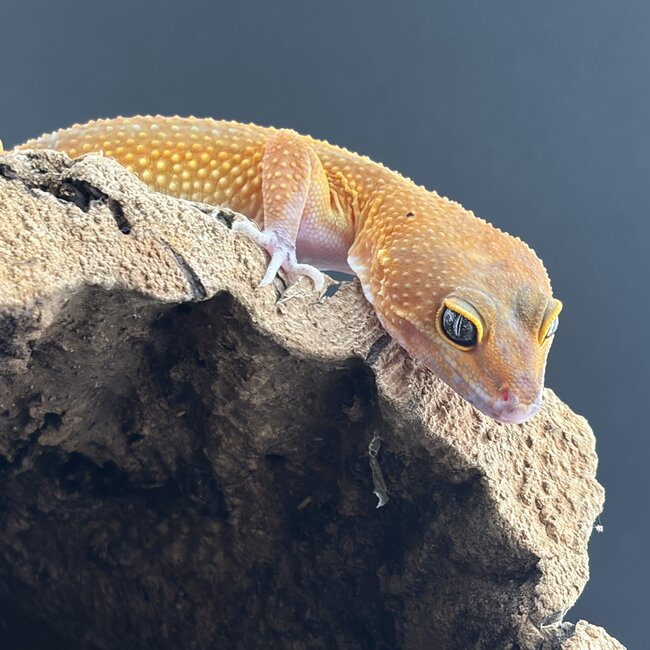 Tangerine Mix 2026 Male Leopard Gecko
