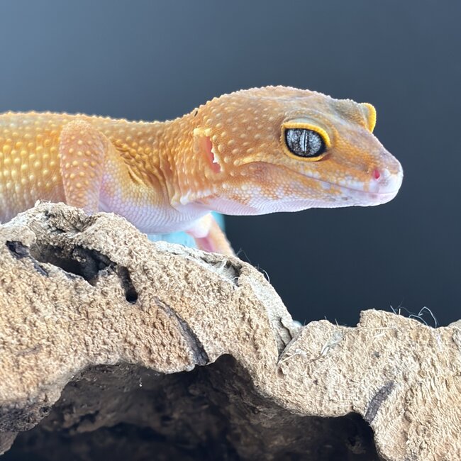 Tangerine Mix 2026 Male Leopard Gecko