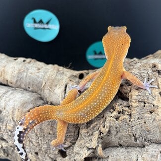 Tangerine Mix 2026 Male Leopard Gecko