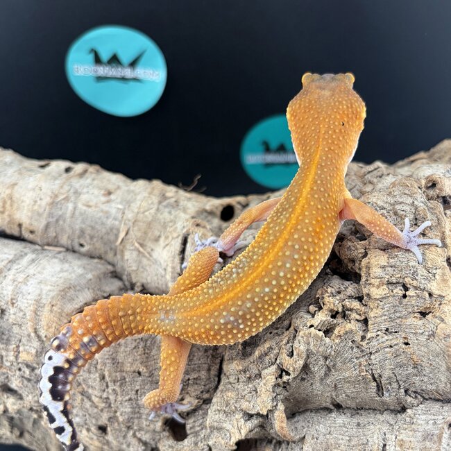Tangerine Mix 2026 Male Leopard Gecko