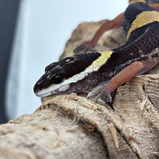 East Indian Leopard Gecko, Eublepharis hardwickii