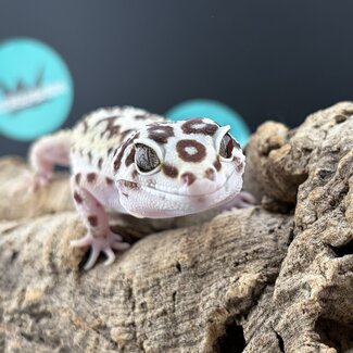 Bold Bandit Leopard Gecko Female