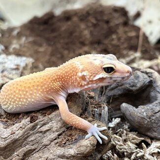 Tangerine Jungle Leopard Gecko 'b5'