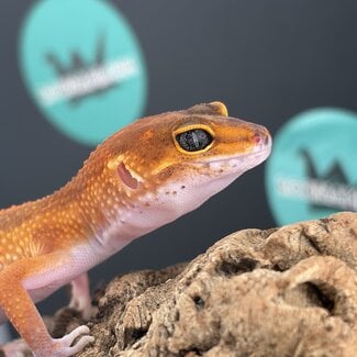 Tangerine Mix 2026 Leopard Gecko 'S30'